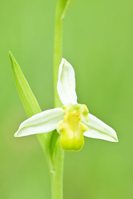 Gelbe Bienenragwurz, var. flavescens