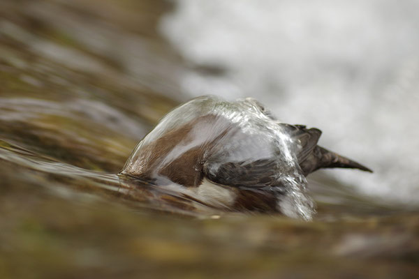 Wasseramsel