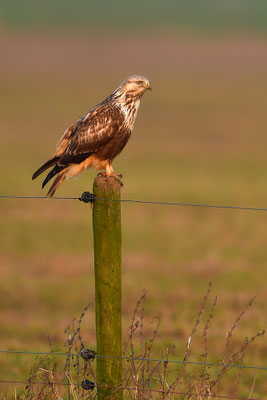 Rauhfußbussard