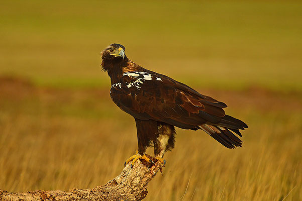 Kaiseradler