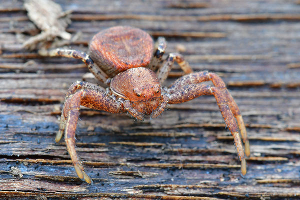 Krabbenspinne