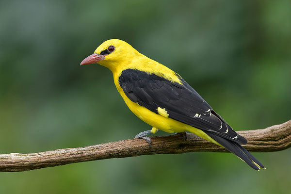 Pirol Männchen