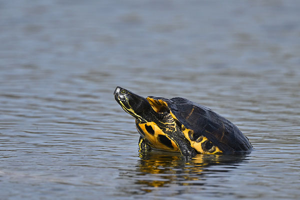 Gelbwangenschmuckschildkröte