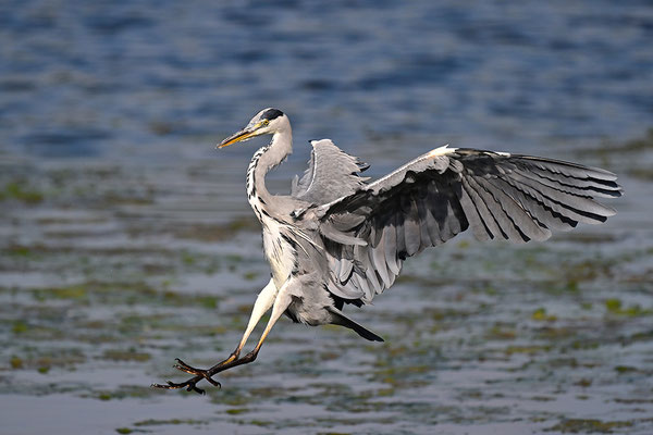 Graureiher im Flug