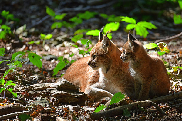 Luchs Mutter mit Jungtier