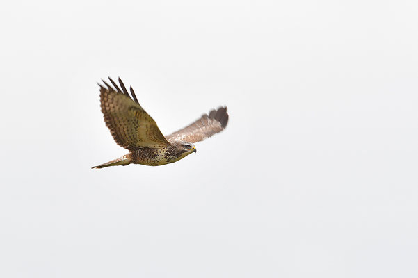 Mäusebussard im Flug
