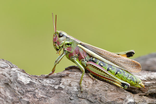 Sumpfschrecke Weibchen