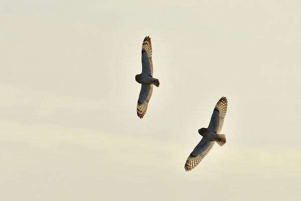 Sumpfohreulen im Flug