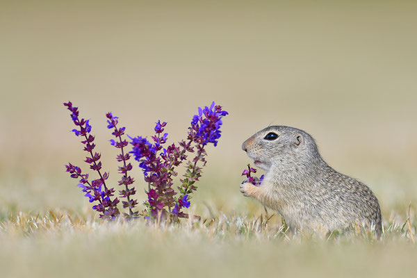 Ziesel