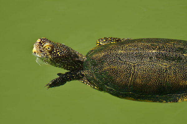Europäische Sumpfschildkröte