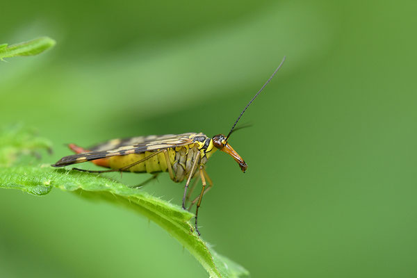 Skorpionsfliege