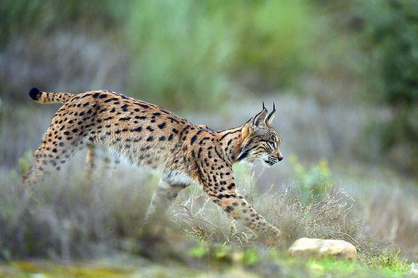 Pardelluchs