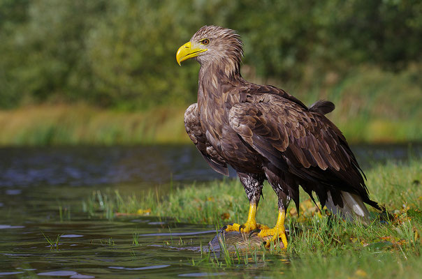 Seeadler