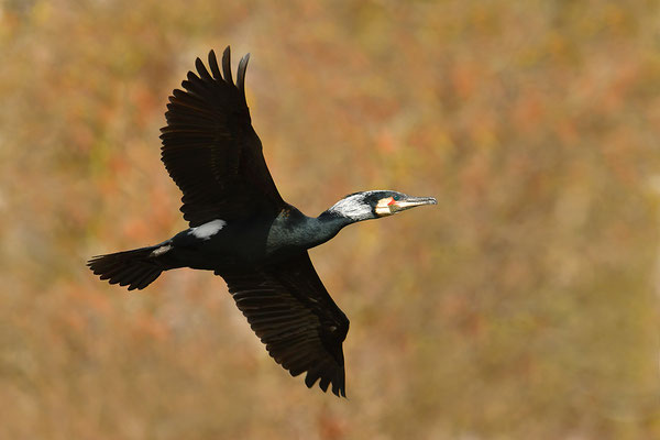 Kormoran im Flug