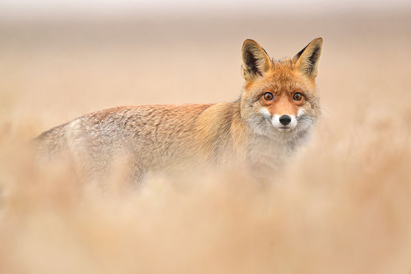 Fuchs