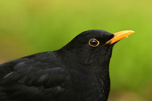 Amsel Männchen Kopfportrait