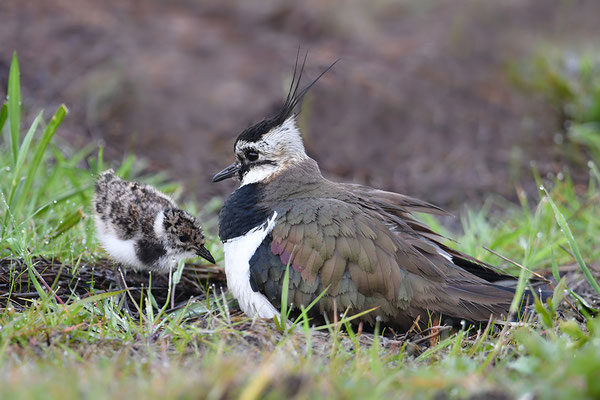 Kiebitz Weibchen mit Jungvogel