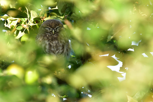 Steinkauz  Jungvogel schlafend