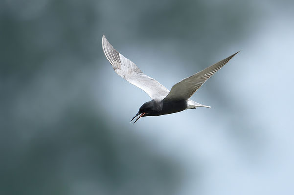 Trauerseeschwalbe im Flug