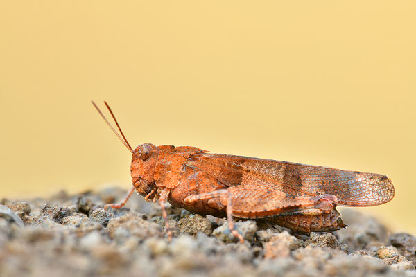 Blauflügel-Ödlandschrecke