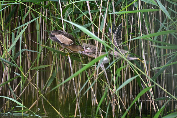 Zwergdommel Weibchen mit Jungvögeln