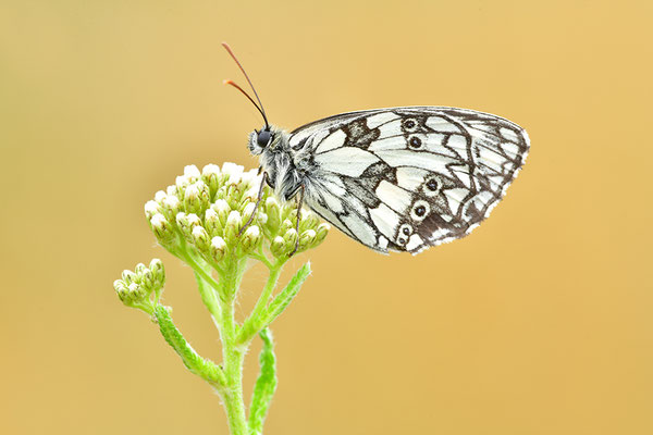 Schachbrettfalter