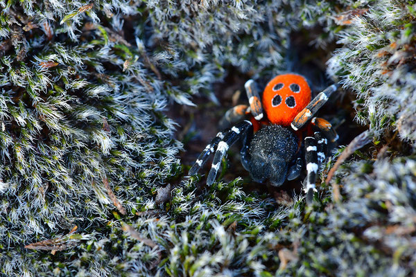 Rote Röhrenspinne, Männchen