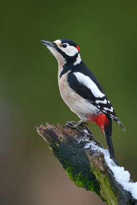 Buntspecht Männchen