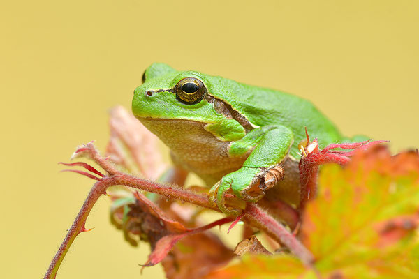 Laubfrosch Weibchen