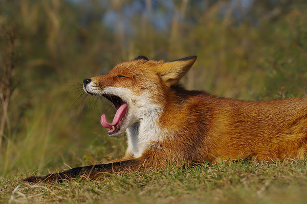 Fuchs gähnend