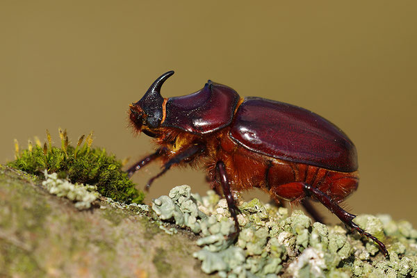 Nashornkäfer Männchen