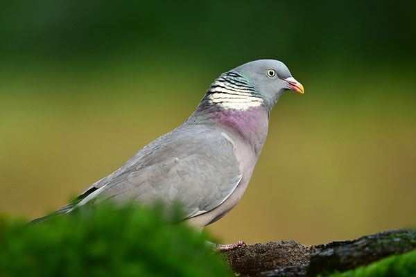 Ringeltaube