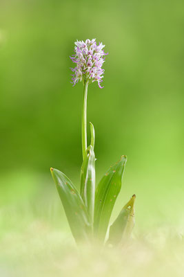 Affenknabenkraut