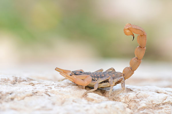 Gemeiner Skorpion