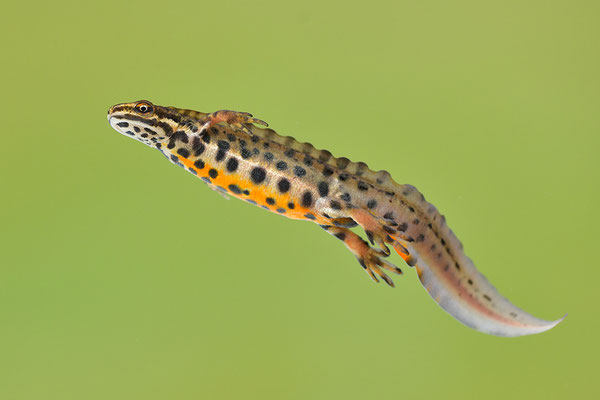 Teichmolch Männchen