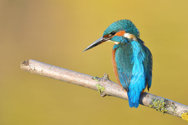 Eisvogel