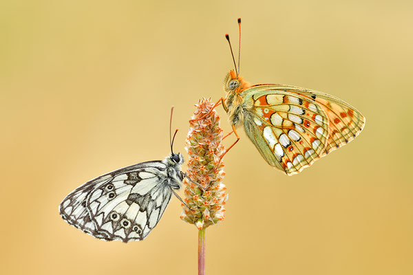 Schachbrettfalter mit Perlmutterfalter