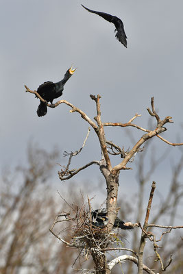 Kormoran mit Rabenkrähe