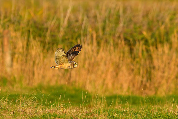 Sumpfohreule im Flug