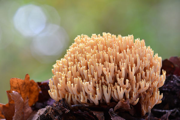 Korallenpilz
