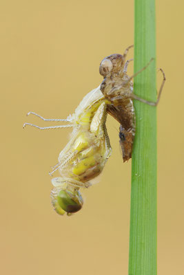 Heidelibelle Schlupf