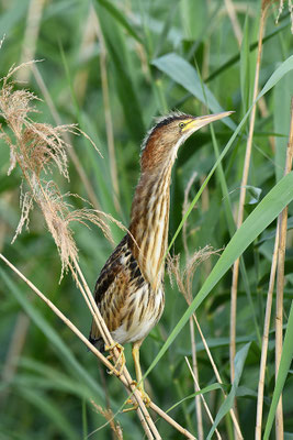 Zwergdommel Jungvogel