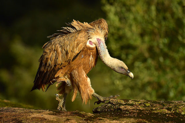 Gänsegeier