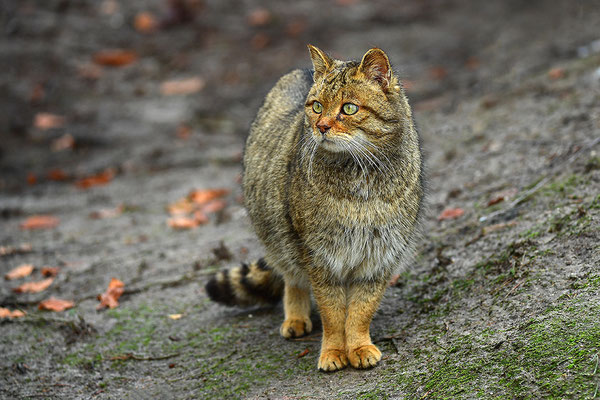 Wildkatze