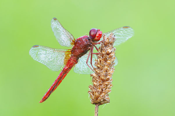 Feuerlibelle Männchen