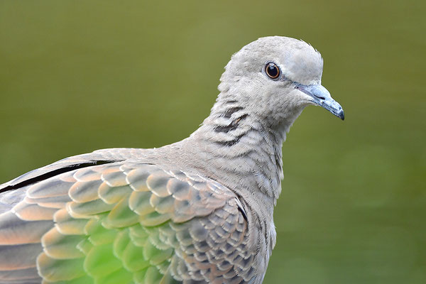 Turteltaube Jungvogel Kopfportrait