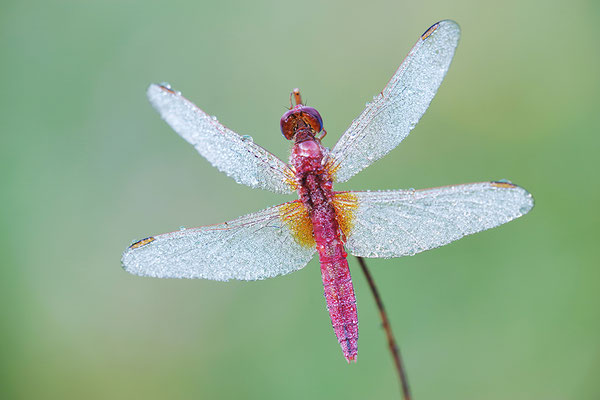 Feuerlibelle Männchen