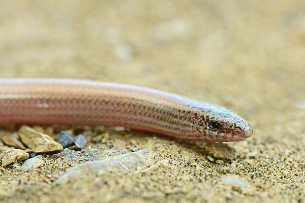 Gesprenkelter Schlangenskink Portrait