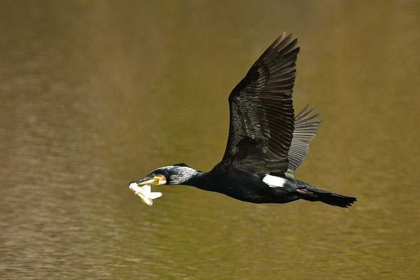 Kormoran im Flug