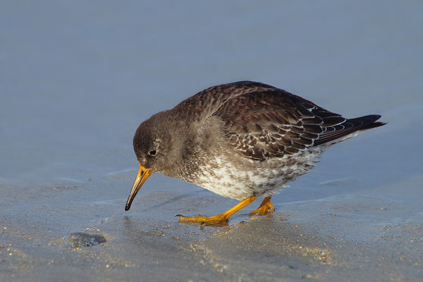 Alpenstrandläufer